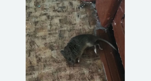 Дезинфекция от мышей Верхнее Дуброво
