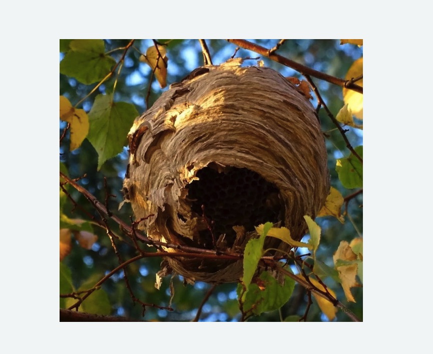 Обработка от шершней Верхнее Дуброво