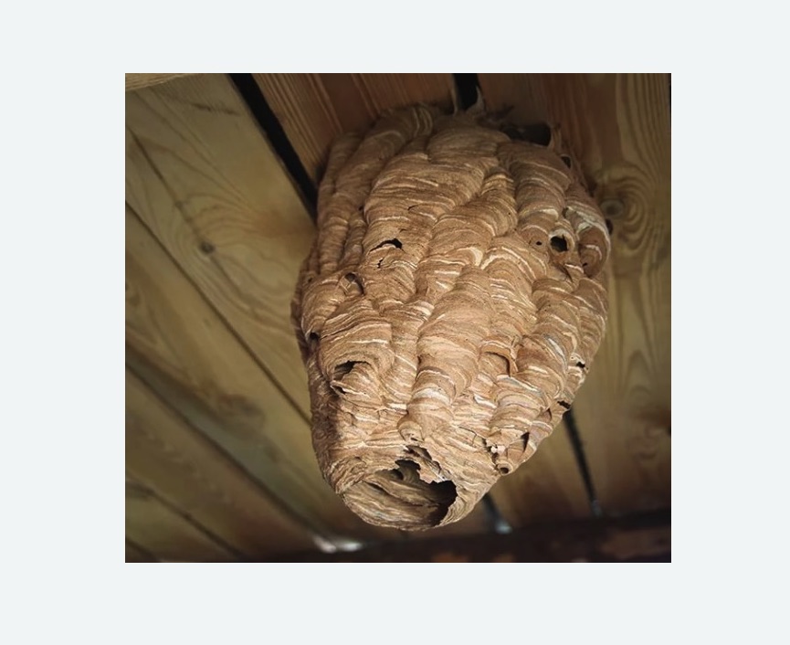 обработка от шершней Верхнее Дуброво