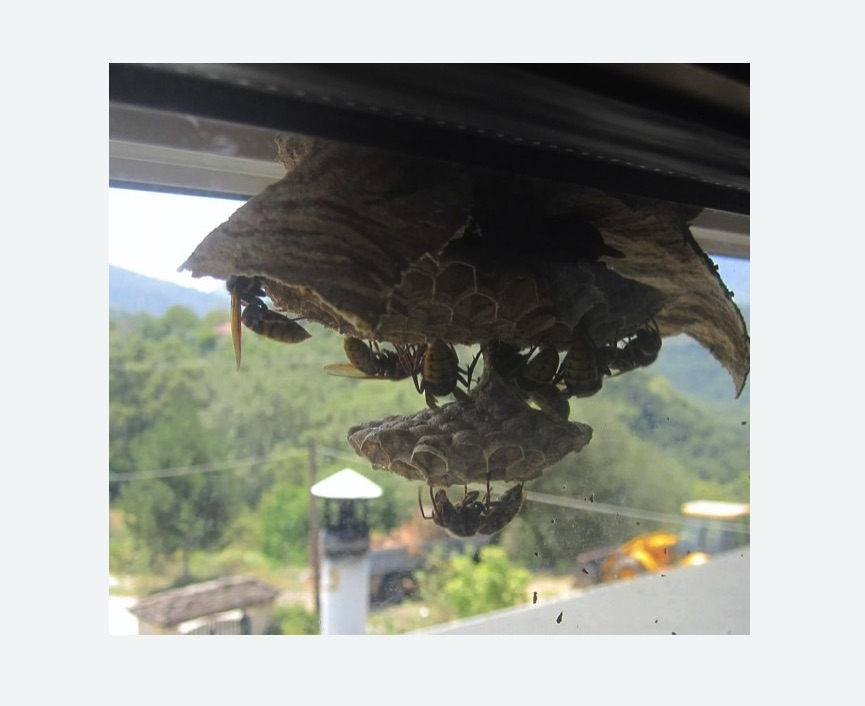 Уничтожение гнёзд шершней Верхнее Дуброво