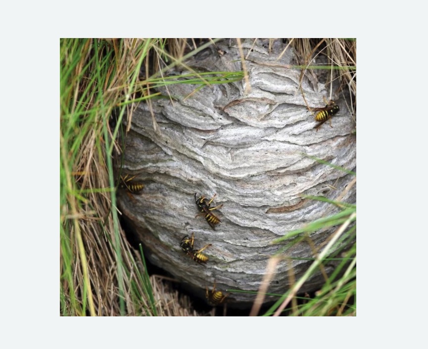 Уничтожение ос и ульев Верхнее Дуброво